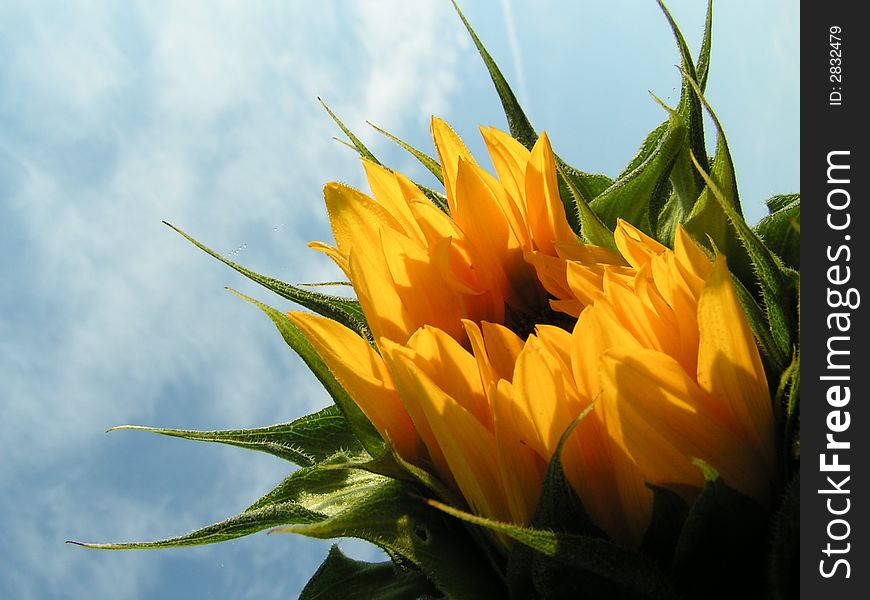 Young sunflower in garden in sun. Young sunflower in garden in sun