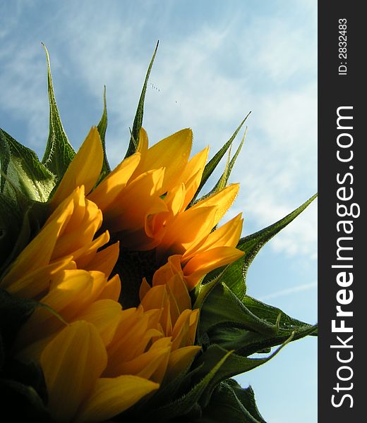 Sunflower in sun on the blue sky