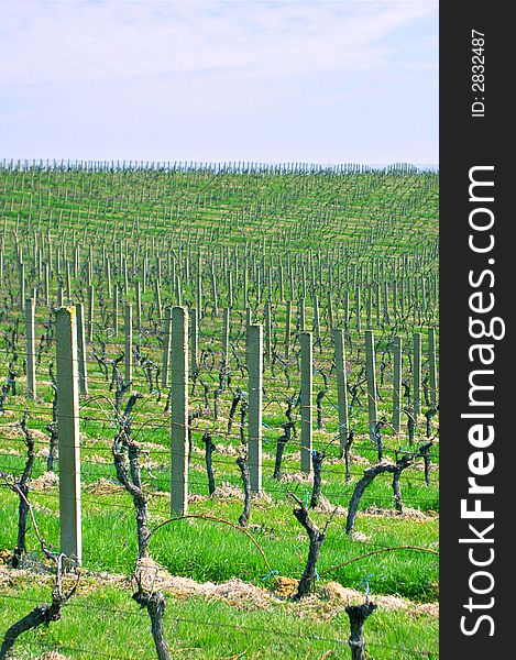 Romantic colorful vineyard panorama on a sunny day. Romantic colorful vineyard panorama on a sunny day