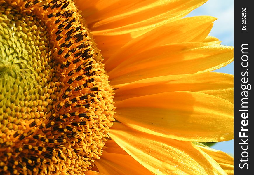 A part of sunflower in garden