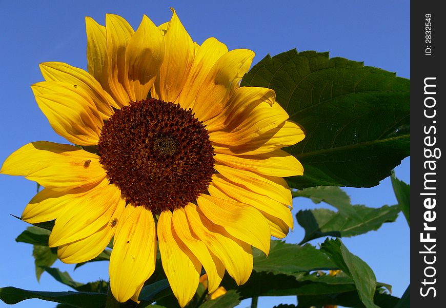 Sunflower in garden on the blue sky