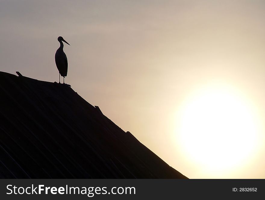 Silhouette of a stork on a background of the sunset. Silhouette of a stork on a background of the sunset