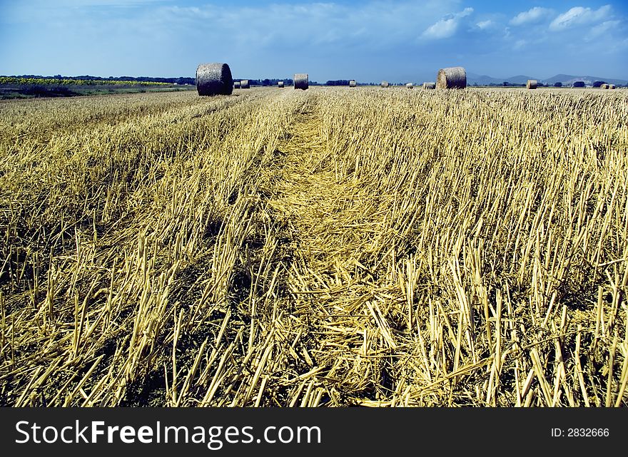 Harvest Fields With Straw In T