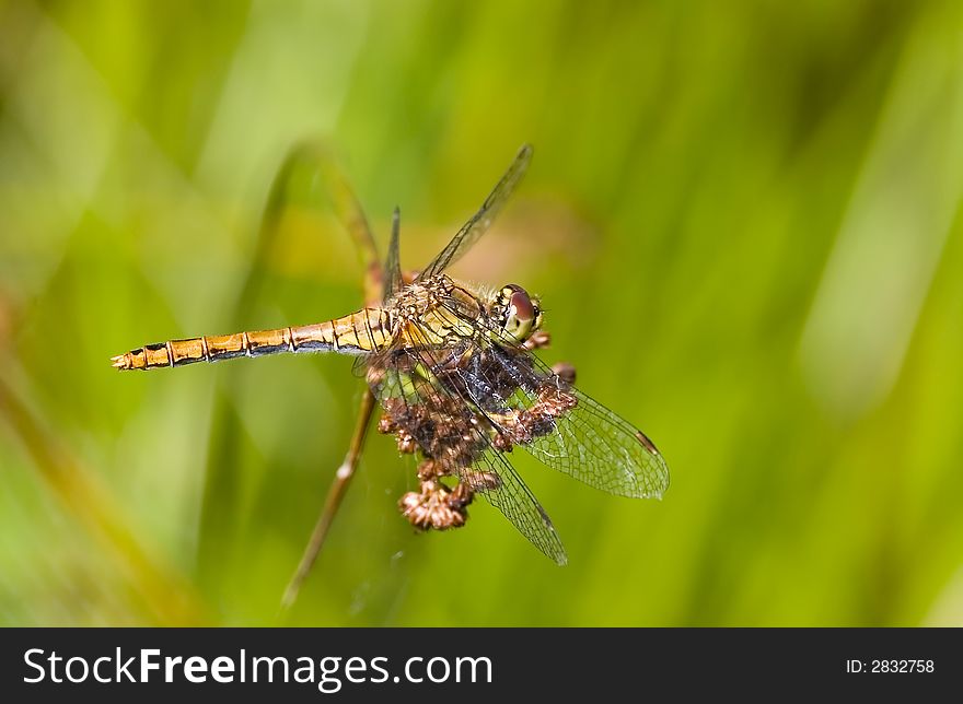 A small female dragonfly on a piece of reed . A small female dragonfly on a piece of reed .