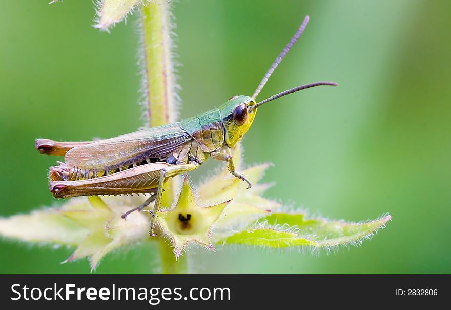 A green adult grasshopper sitting on a thorny plant . A green adult grasshopper sitting on a thorny plant .