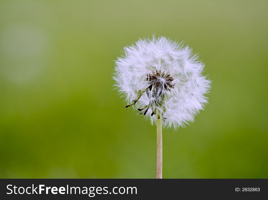 Macro photo of a dandelion on a green grass background