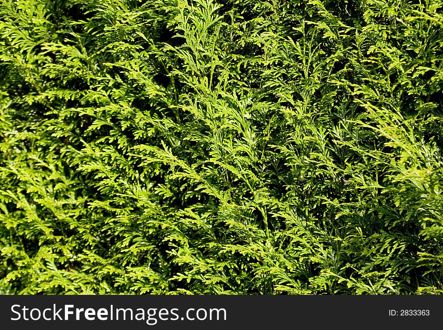 Wall Of Green Trees