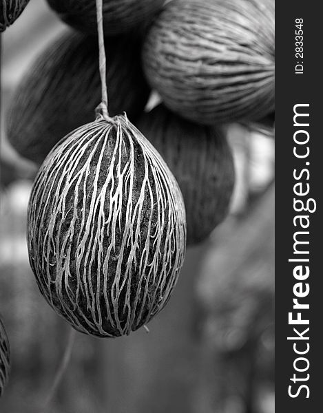 Conceptual black&white picture of coconuts. Conceptual black&white picture of coconuts