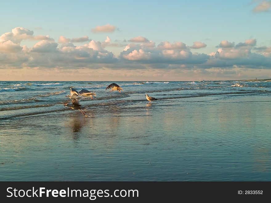 Dutch seaside with seagulls and waves. Dutch seaside with seagulls and waves