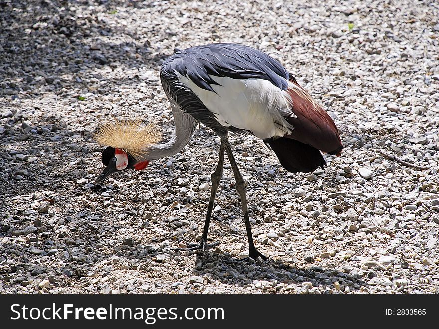 South African Crowned Crane