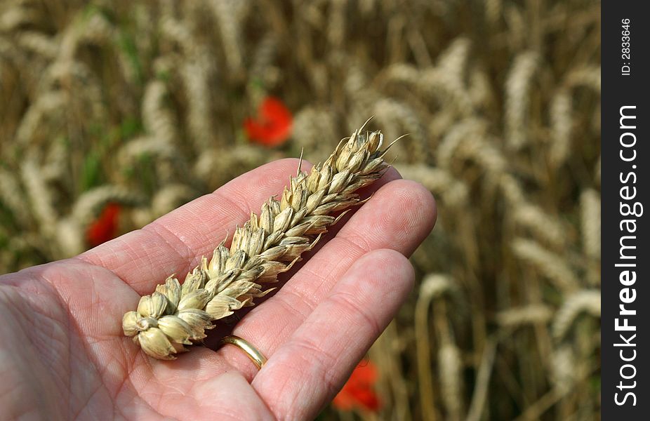 Farmer with wheat in his hand