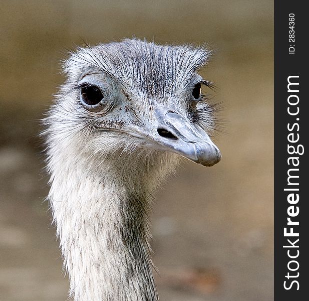 Portrait of young ostrich nandu. Portrait of young ostrich nandu