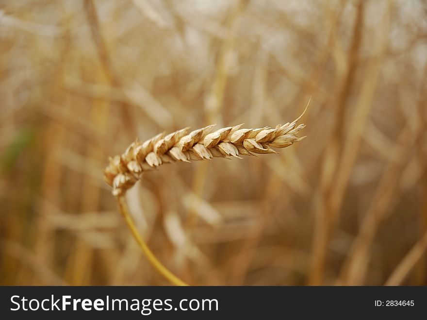 Wheat ear closeup in a field