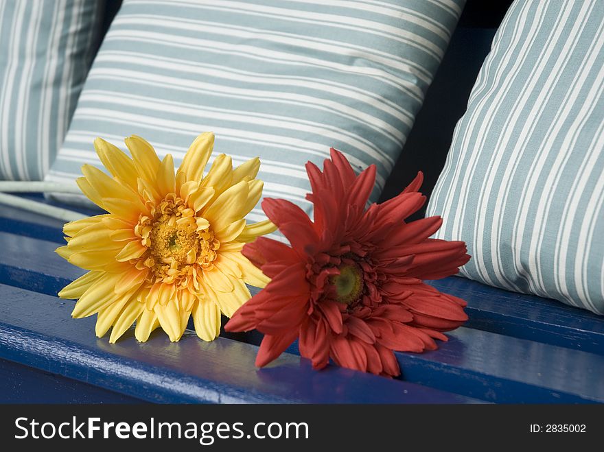 Flowers on the bench outdoor. Flowers on the bench outdoor