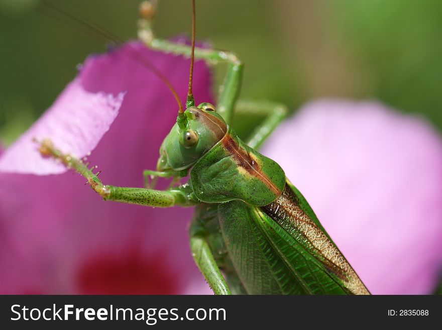 Close-up of a giant Grasshopper (Tettigonia viridissima) eating a hollyhock rose. Close-up of a giant Grasshopper (Tettigonia viridissima) eating a hollyhock rose.