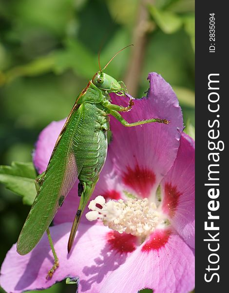 Close-up of a giant Grasshopper eating a hollyhock rose. Close-up of a giant Grasshopper eating a hollyhock rose.