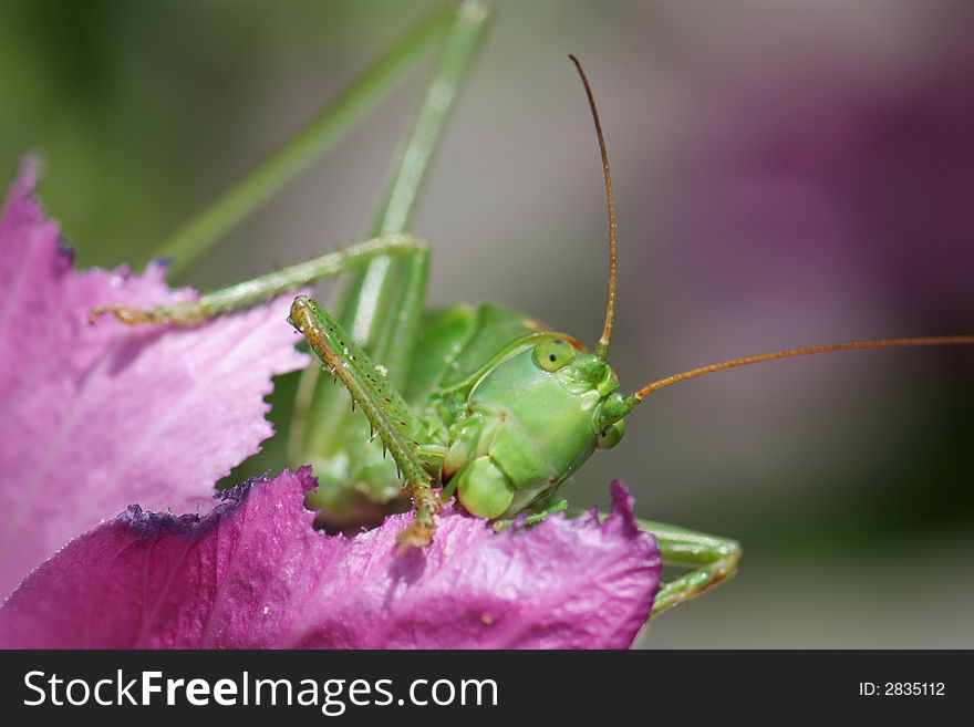 Close-up of a giant Grasshopper eating a hollyhock rose. Close-up of a giant Grasshopper eating a hollyhock rose.