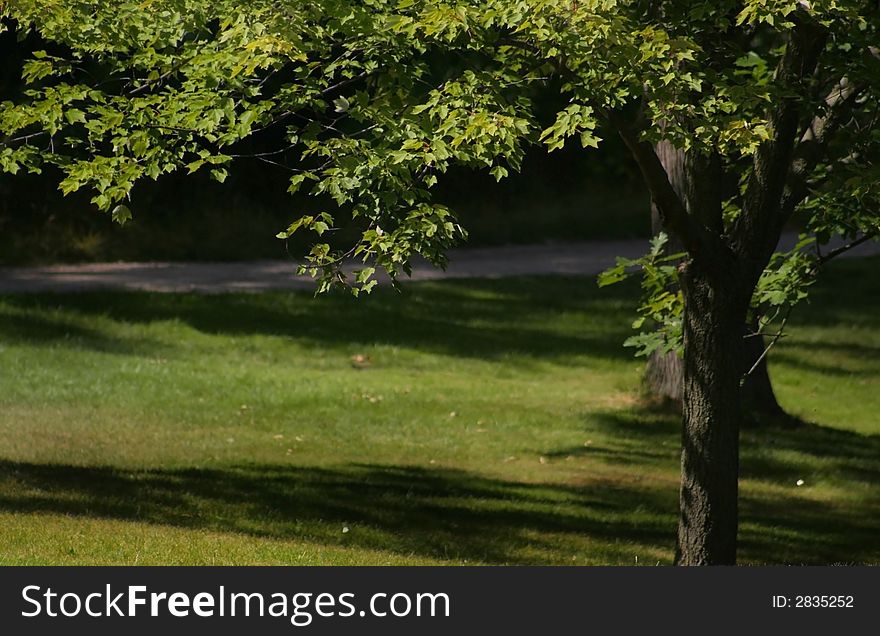 Big single tree during summer time in a park