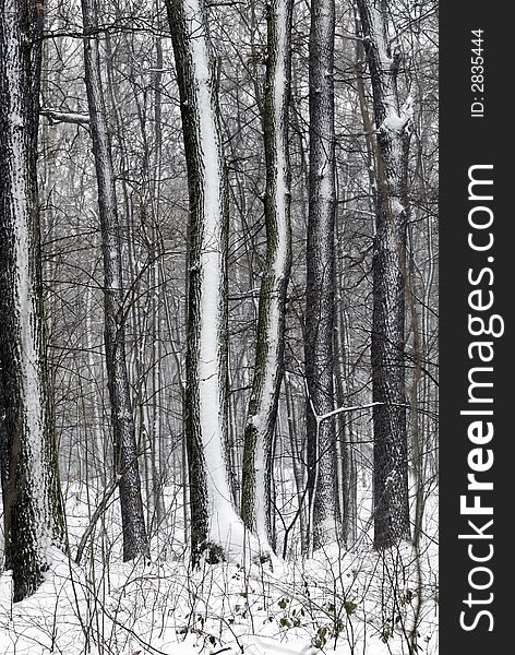 Wood in Winter near Prague