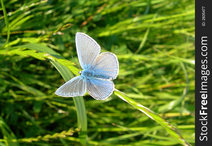 Butterfly On Grass Blue