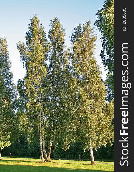 Birches on a background of the evening sky