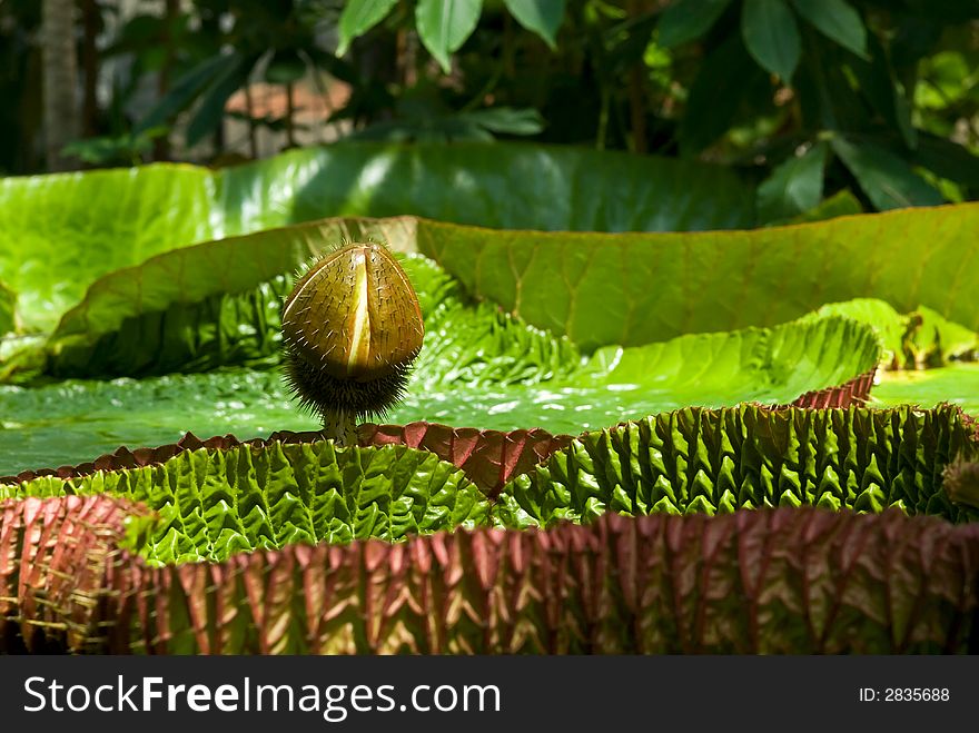 The genus Victoria Regia the giant water liliy close-up