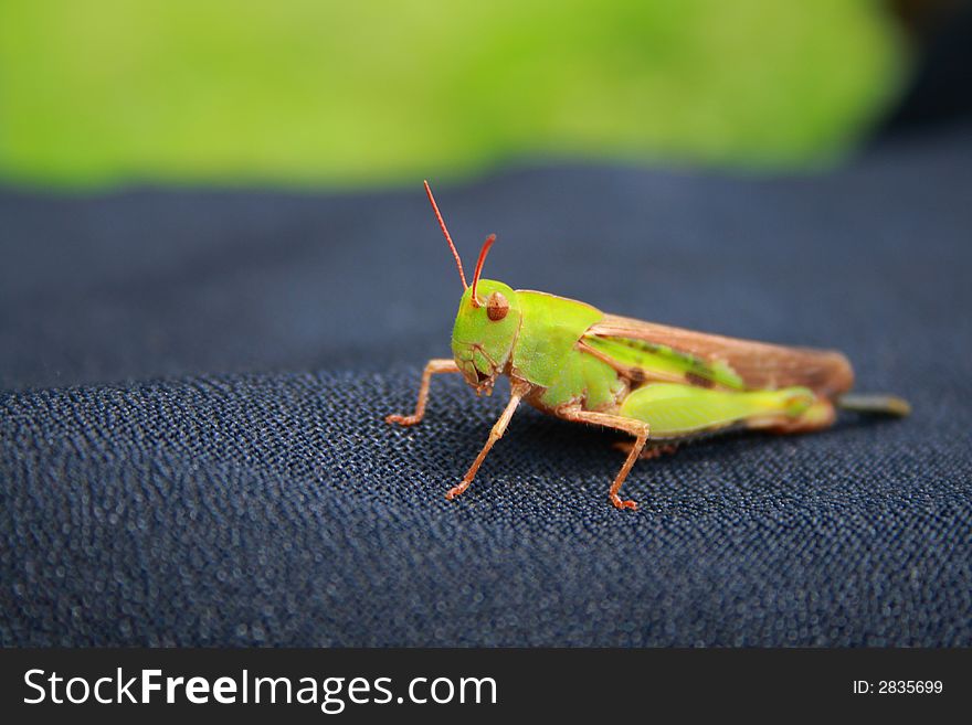 Green grasshopper on a black cloth