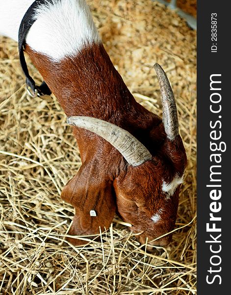 Domestic goat with horns, feeding in a farm pen.