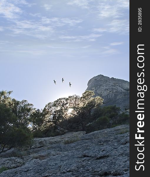 Three seagulls on a background of a dawn because of a tree and picturesque rocks