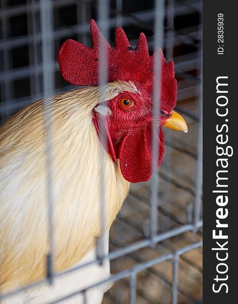 White rooster with red comb, in cage.