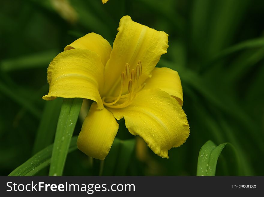 Big Yellow Daylily with green leaves. Big Yellow Daylily with green leaves