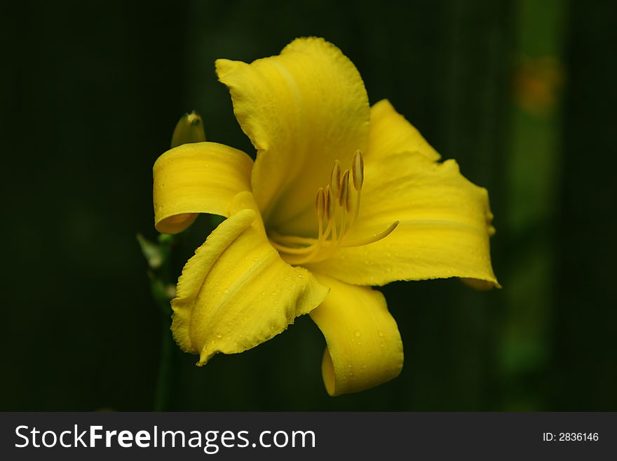 Bright Yellow Daylily