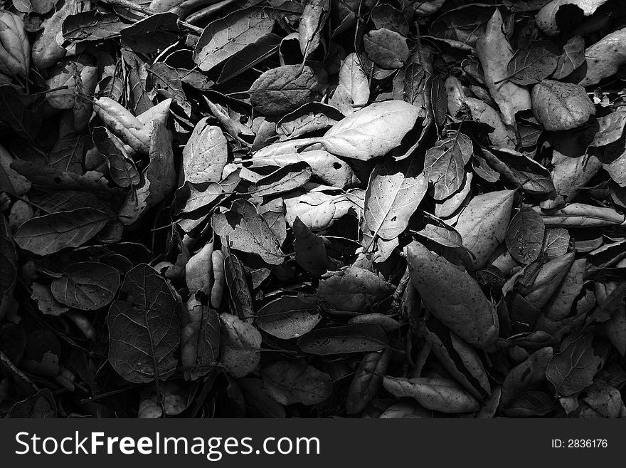 Black and white leaves fallen on ground