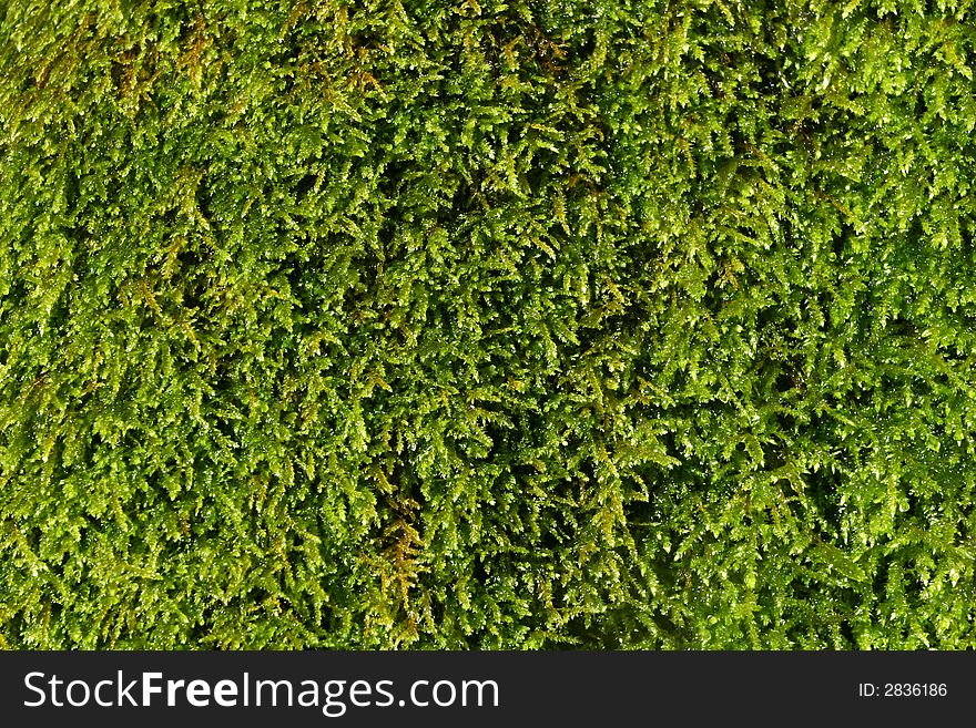 Close up of wet green moss, almost glowing, perfect for backgounds. Close up of wet green moss, almost glowing, perfect for backgounds