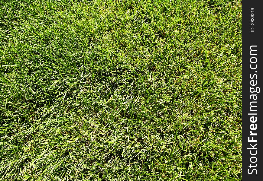Healthy cut green old grass. Healthy cut green old grass.