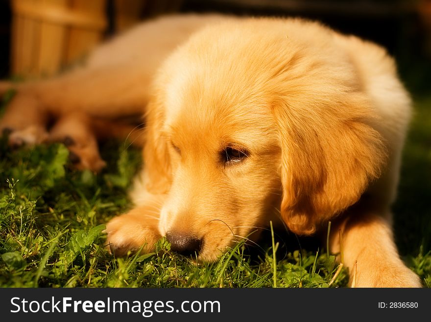 Portrait of a beautiful golden retriever resting on a grassy lawn. Shallow depth of field with focus on eyes. Portrait of a beautiful golden retriever resting on a grassy lawn. Shallow depth of field with focus on eyes.
