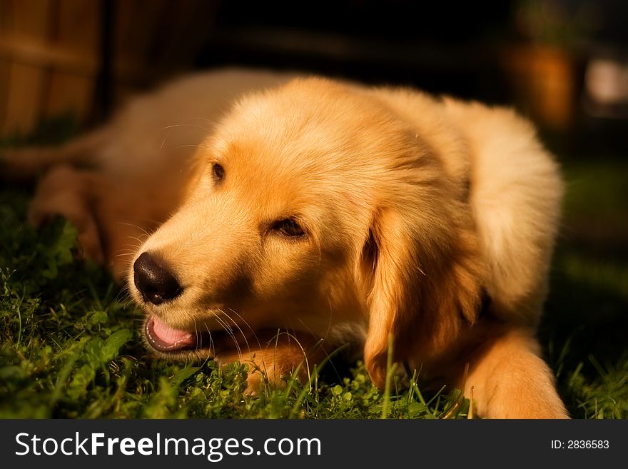 Portrait of a beautiful  golden retriever resting on a grassy lawn.  Shallow depth of field with focus on face. Portrait of a beautiful  golden retriever resting on a grassy lawn.  Shallow depth of field with focus on face.