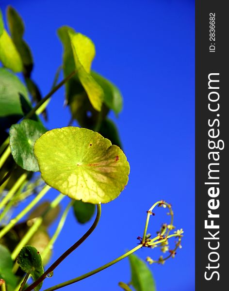 Beautiful green leaf image on the blue sky background