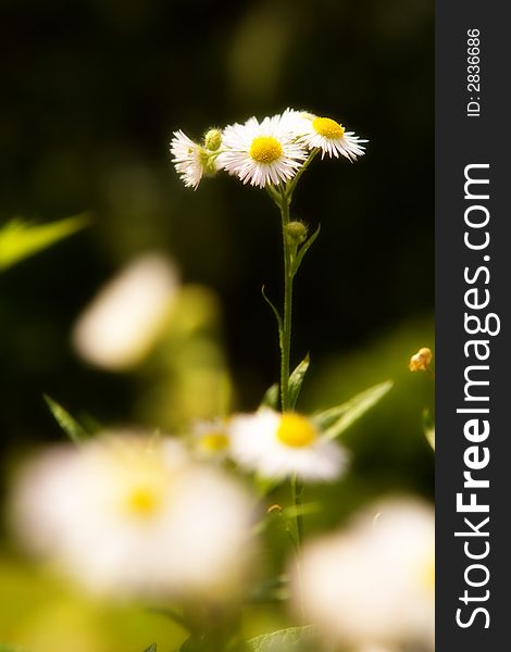 Tiny daisies in a grassy field.  Shallow depth of field with focus on the distant daisies.