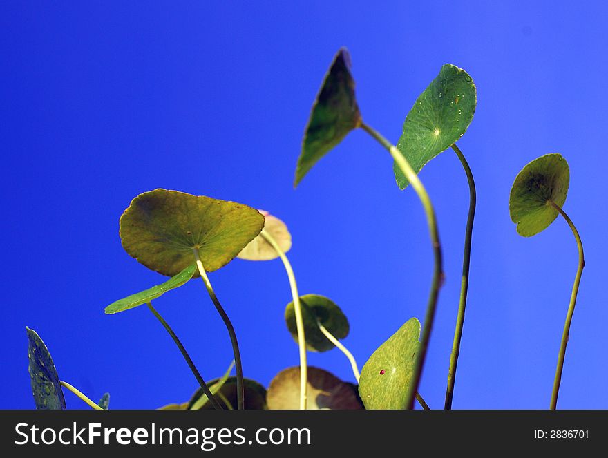 Beautiful green leaf on the blue sky background