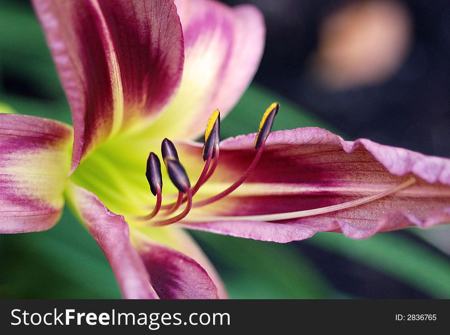 Close-up of the stamens on a hybrid lily.