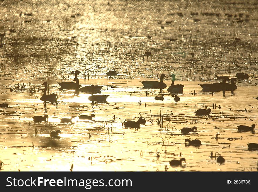 The setting sun casts a golden glow on the wetland and it's inhabitants. The setting sun casts a golden glow on the wetland and it's inhabitants.