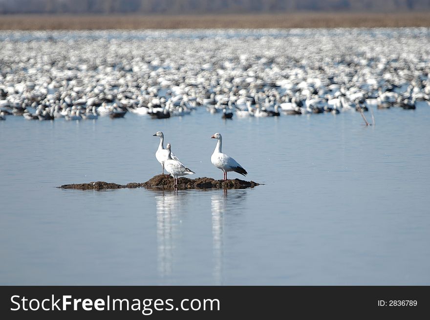 Three snow geese seem to be stranded on a small island away from the rest of the flock.