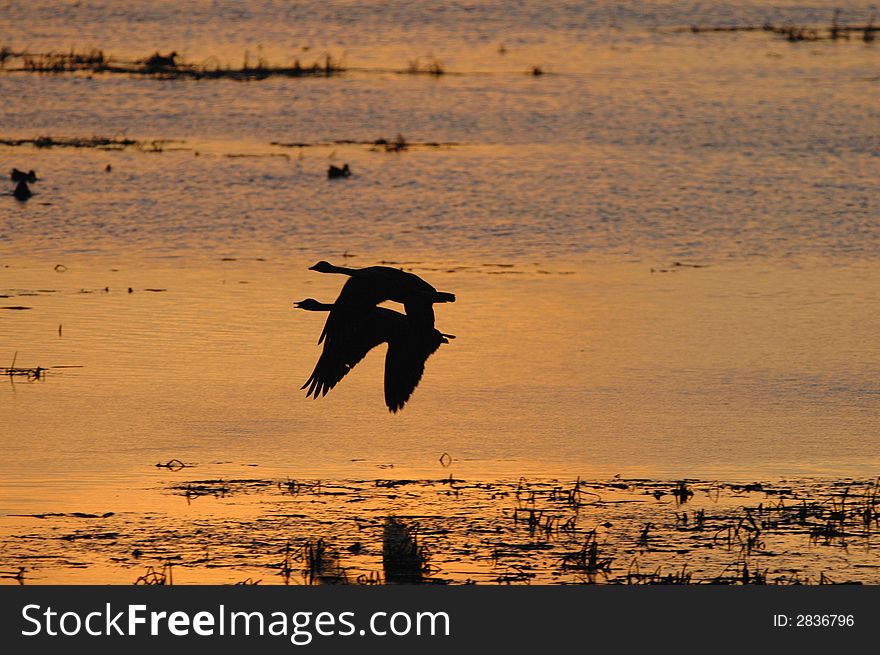 A pair of geese fly over the wetland during a golden sunset. A pair of geese fly over the wetland during a golden sunset.