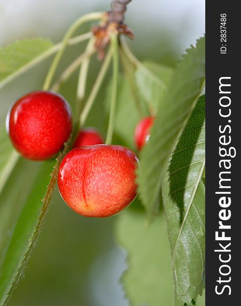 Ed cherries on  background  green leaves. Ed cherries on  background  green leaves