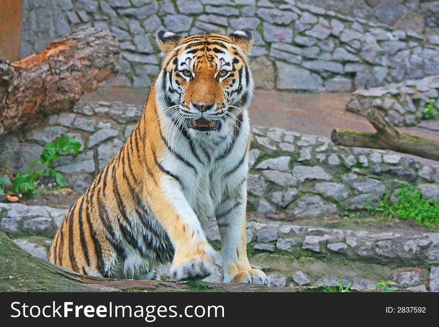 This is Tiger in Zoo