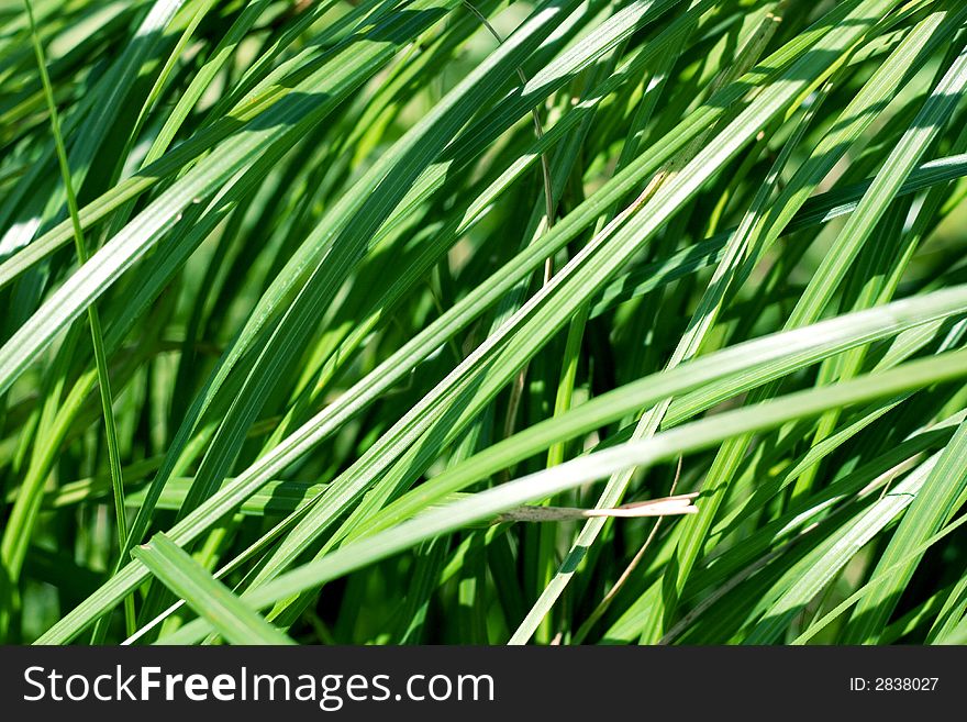 Summer grass background green texture
