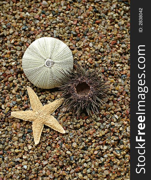 Starfish and sea-urchin on the beach