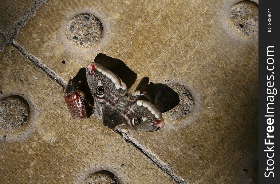 Abstract image of a moth and beetle with dark shadows