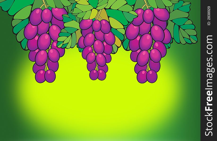 A bunch of purple grapes growing on the vine